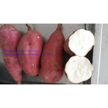 White Color New Crop Food Grade New Crop Sweet Potato